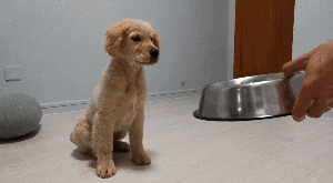 怎样才能让狗狗听主人的话？怎样才能让狗狗出来-警犬训练器材厂家 _警犬训练用品_工作犬训练用品-南京开久警犬装备