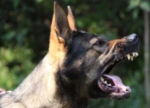 昆明犬优缺点(昆明犬的优缺点)-警犬训练器材厂家 _警犬训练用品_工作犬训练用品-南京开久警犬装备