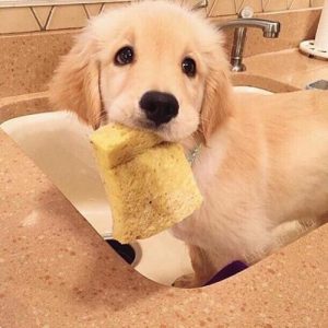 好听的金毛狗的名字(金毛狗取什么名字好听啊?是母的)-警犬训练器材厂家 _警犬训练用品_工作犬训练用品-南京开久警犬装备