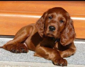 美国可卡犬和英国可卡犬的区别(美国可卡犬和英国可卡犬的区别在于)-警犬训练器材厂家 _警犬训练用品_工作犬训练用品-南京开久警犬装备