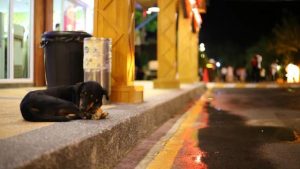 中国流浪狗法律(中国对流浪狗的法律规定)-警犬训练器材厂家 _警犬训练用品_工作犬训练用品-南京开久警犬装备