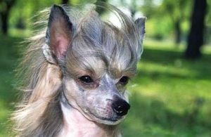 世界最贵狗狗排名  世界狗狗智商排名-警犬训练器材厂家 _警犬训练用品_工作犬训练用品-南京开久警犬装备