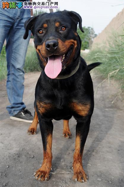 罗威纳犬价格(纯种罗威纳幼犬多少钱) - 警犬训练器材厂家 _警犬训练用品_工作犬训练用品-南京开久警犬装备-警犬训练器材厂家 _警犬训练用品_工作犬训练用品-南京开久警犬装备