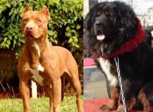 战斗力最高的犬种(战斗力最高的猛禽)-警犬训练器材厂家 _警犬训练用品_工作犬训练用品-南京开久警犬装备