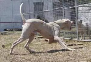 南非熬犬，南非獒是大型犬吗-警犬训练器材厂家 _警犬训练用品_工作犬训练用品-南京开久警犬装备