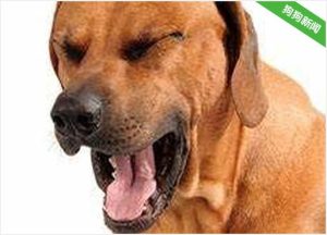 狗狗总是发出像什么东西卡在喉咙里的声音-警犬训练器材厂家 _警犬训练用品_工作犬训练用品-南京开久警犬装备