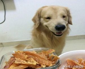 狗接飞盘(狗接飞盘比赛)-警犬训练器材厂家 _警犬训练用品_工作犬训练用品-南京开久警犬装备