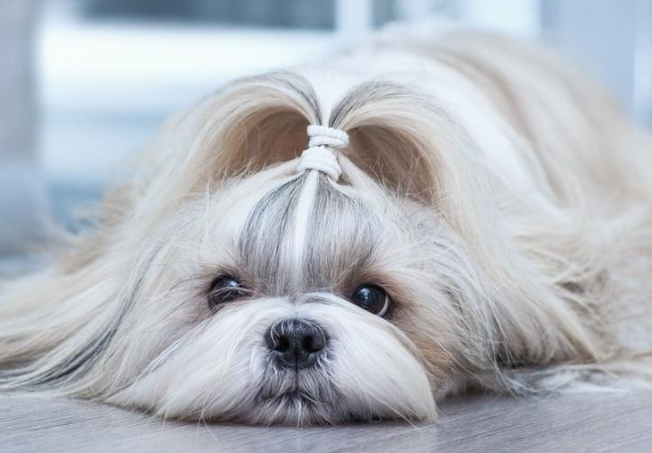 西施犬好养吗(西施犬好养吗) - 警犬训练器材厂家 _警犬训练用品_工作犬训练用品-南京开久警犬装备-警犬训练器材厂家 _警犬训练用品_工作犬训练用品-南京开久警犬装备