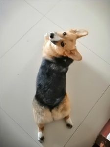 狗狗尿道口有黄脓_狗狗尿道口有黄分泌物-警犬训练器材厂家 _警犬训练用品_工作犬训练用品-南京开久警犬装备