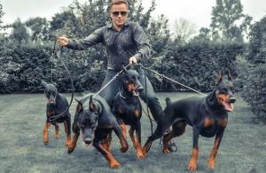 杜高犬性格_杜高犬-警犬训练器材厂家 _警犬训练用品_工作犬训练用品-南京开久警犬装备