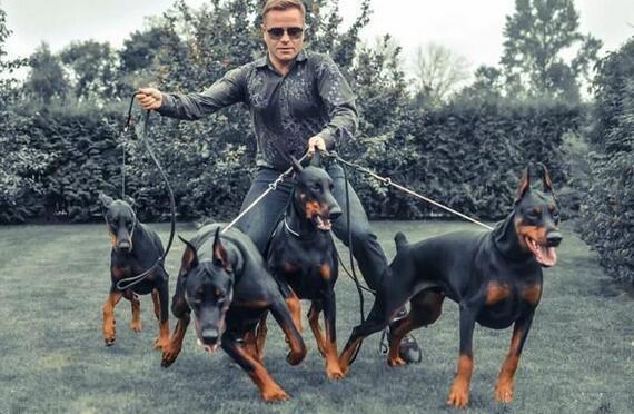 杜高犬性格_杜高犬 - 警犬训练器材厂家 _警犬训练用品_工作犬训练用品-南京开久警犬装备-警犬训练器材厂家 _警犬训练用品_工作犬训练用品-南京开久警犬装备