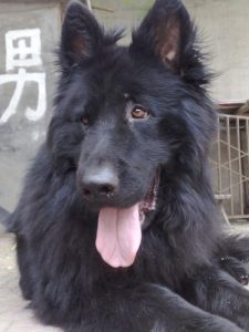 黑熊犬的优缺点-警犬训练器材厂家 _警犬训练用品_工作犬训练用品-南京开久警犬装备