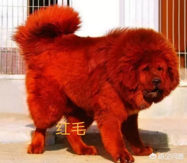 世界第一猛犬(世界名犬) - 警犬训练器材厂家 _警犬训练用品_工作犬训练用品-南京开久警犬装备-警犬训练器材厂家 _警犬训练用品_工作犬训练用品-南京开久警犬装备