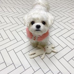 马尔济斯犬(马尔济斯犬和比熊哪个好养)-警犬训练器材厂家 _警犬训练用品_工作犬训练用品-南京开久警犬装备