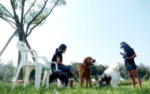 深圳立法禁食猫狗遭反对(为什么要立法禁食猫狗)-警犬训练器材厂家 _警犬训练用品_工作犬训练用品-南京开久警犬装备