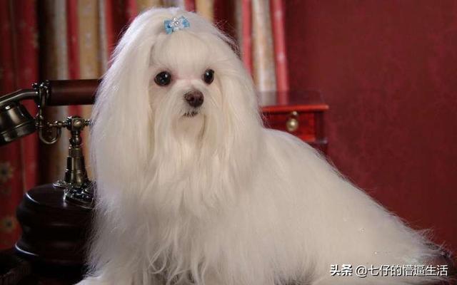 马尔济斯犬价格(马尔济斯犬价格 价位) - 警犬训练器材厂家 _警犬训练用品_工作犬训练用品-南京开久警犬装备-警犬训练器材厂家 _警犬训练用品_工作犬训练用品-南京开久警犬装备