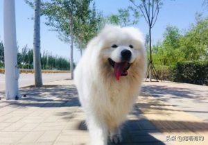 萨摩耶犬萨摩耶吧、了解萨摩耶犬从这里开始-警犬训练器材厂家 _警犬训练用品_工作犬训练用品-南京开久警犬装备