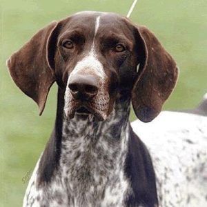 波音达犬的市场价一般为多少(波音达犬的市场价格)-警犬训练器材厂家 _警犬训练用品_工作犬训练用品-南京开久警犬装备