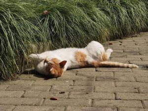 上海流浪狗(上海流浪狗救助站 *** )-警犬训练器材厂家 _警犬训练用品_工作犬训练用品-南京开久警犬装备