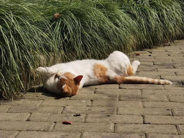 上海流浪狗(上海流浪狗救助站 *** ) - 警犬训练器材厂家 _警犬训练用品_工作犬训练用品-南京开久警犬装备-警犬训练器材厂家 _警犬训练用品_工作犬训练用品-南京开久警犬装备