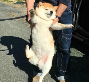 小柴犬的特征(柴犬的生活环境和特征)-警犬训练器材厂家 _警犬训练用品_工作犬训练用品-南京开久警犬装备