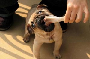 杀狗最快 *** (无痛苦杀狗 *** )-警犬训练器材厂家 _警犬训练用品_工作犬训练用品-南京开久警犬装备