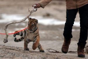 母虎不喂养小老虎狗狗成奶妈(母虎不喂养小老虎 狗狗成奶妈)-警犬训练器材厂家 _警犬训练用品_工作犬训练用品-南京开久警犬装备