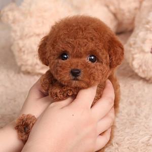 迷你贵妇犬价格萌宠(贵妇犬的价格和 *** )-警犬训练器材厂家 _警犬训练用品_工作犬训练用品-南京开久警犬装备