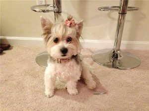 约克夏犬(约克夏犬 *** 和价格)-警犬训练器材厂家 _警犬训练用品_工作犬训练用品-南京开久警犬装备