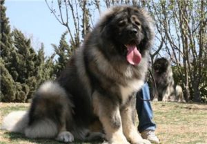 格力犬是哪个国家的犬？法老王犬和格力犬哪个速度快-警犬训练器材厂家 _警犬训练用品_工作犬训练用品-南京开久警犬装备