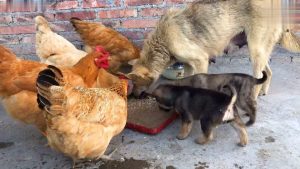 狗狗喂鸡头有什么营养-警犬训练器材厂家 _警犬训练用品_工作犬训练用品-南京开久警犬装备