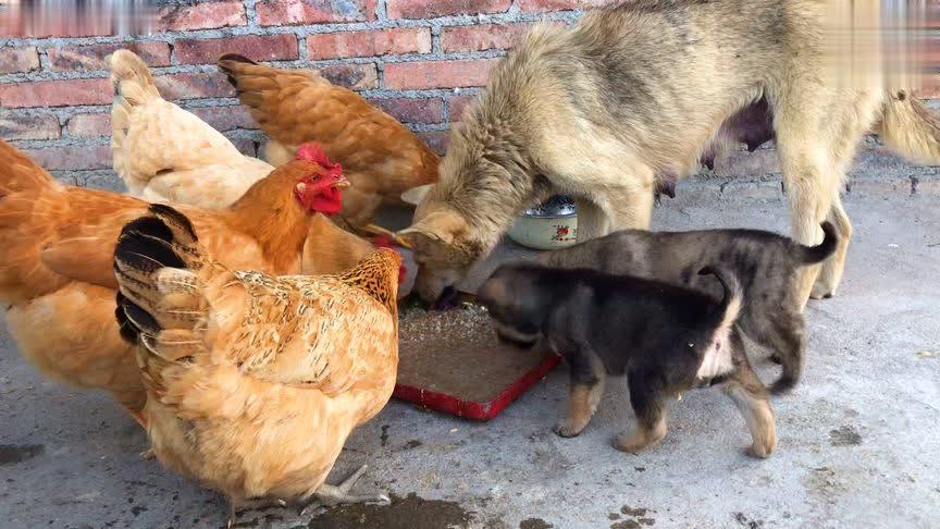 狗狗喂鸡头有什么营养 - 警犬训练器材厂家 _警犬训练用品_工作犬训练用品-南京开久警犬装备-警犬训练器材厂家 _警犬训练用品_工作犬训练用品-南京开久警犬装备