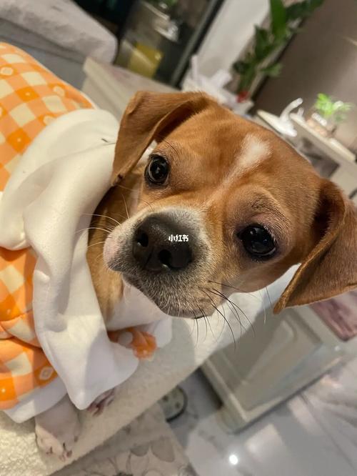 小桃子是啥意思狗(轻松桃子溺自制啥意思) - 警犬训练器材厂家 _警犬训练用品_工作犬训练用品-南京开久警犬装备-警犬训练器材厂家 _警犬训练用品_工作犬训练用品-南京开久警犬装备