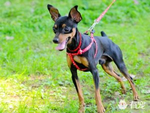 茶杯犬能长的大吗(茶杯犬到底能长多大)萌宠?-警犬训练器材厂家 _警犬训练用品_工作犬训练用品-南京开久警犬装备