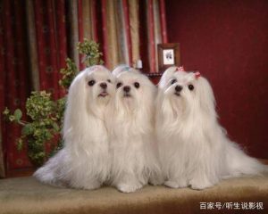 宠物犬的种类(宠物犬的种类有哪些)-警犬训练器材厂家 _警犬训练用品_工作犬训练用品-南京开久警犬装备