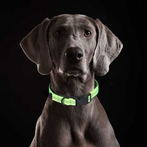 狗瘟症状mdash【宠物圈】-警犬训练器材厂家 _警犬训练用品_工作犬训练用品-南京开久警犬装备