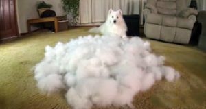 海洋之星狗粮萨摩耶 萨摩耶吃什么狗粮-警犬训练器材厂家 _警犬训练用品_工作犬训练用品-南京开久警犬装备