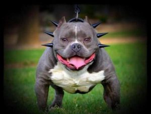 2021年恶霸犬价格(美国恶霸犬 *** 和价格)-警犬训练器材厂家 _警犬训练用品_工作犬训练用品-南京开久警犬装备