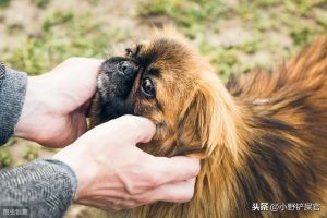 雪球狗是什么品种(橙雪球多肉是什么品种)-警犬训练器材厂家 _警犬训练用品_工作犬训练用品-南京开久警犬装备