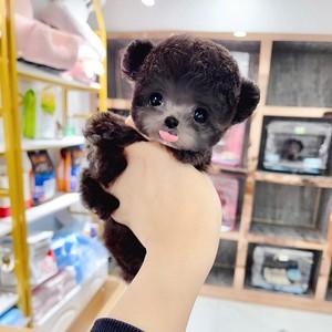 茶杯贵宾犬价格茶杯贵宾犬的价格-警犬训练器材厂家 _警犬训练用品_工作犬训练用品-南京开久警犬装备