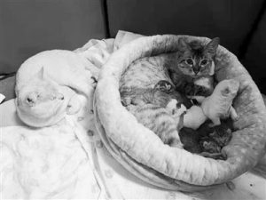 沈阳流浪猫狗救助基地(滁州流浪猫狗救助基地)-警犬训练器材厂家 _警犬训练用品_工作犬训练用品-南京开久警犬装备