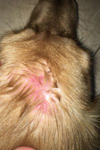 犬真菌皮肤病(狗狗真菌感染皮肤病最佳治疗方案)-警犬训练器材厂家 _警犬训练用品_工作犬训练用品-南京开久警犬装备