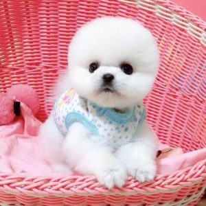 小型茶杯犬哪个品种好(茶杯犬是哪个国家的品种)-警犬训练器材厂家 _警犬训练用品_工作犬训练用品-南京开久警犬装备