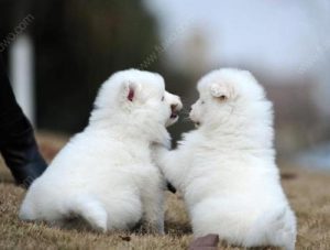 狗狗取名(狗狗取名字大全 女狗)-警犬训练器材厂家 _警犬训练用品_工作犬训练用品-南京开久警犬装备