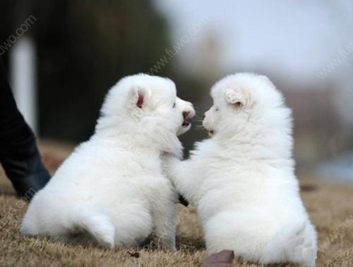 狗狗取名(狗狗取名字大全 女狗) - 警犬训练器材厂家 _警犬训练用品_工作犬训练用品-南京开久警犬装备-警犬训练器材厂家 _警犬训练用品_工作犬训练用品-南京开久警犬装备
