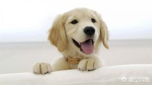 让狗单独在一个房间-警犬训练器材厂家 _警犬训练用品_工作犬训练用品-南京开久警犬装备