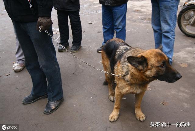 狗狗细小症状试纸_狗狗肠炎用细小试纸测会2个杠吗 - 警犬训练器材厂家 _警犬训练用品_工作犬训练用品-南京开久警犬装备-警犬训练器材厂家 _警犬训练用品_工作犬训练用品-南京开久警犬装备