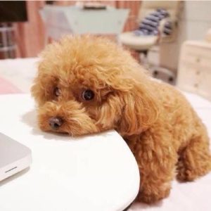 泰迪犬如何配种(泰迪犬双侧隐睾能配种吗)-警犬训练器材厂家 _警犬训练用品_工作犬训练用品-南京开久警犬装备