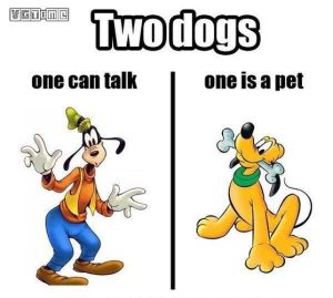 高飞原型是什么狗-警犬训练器材厂家 _警犬训练用品_工作犬训练用品-南京开久警犬装备