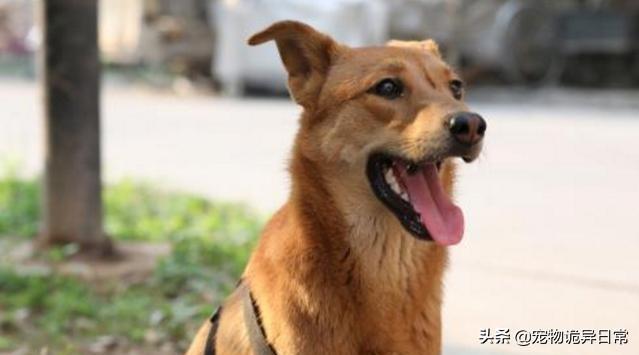 比格犬为什么很少人养？比格犬为什么很少人养?原因让人哭笑不得 - 警犬训练器材厂家 _警犬训练用品_工作犬训练用品-南京开久警犬装备-警犬训练器材厂家 _警犬训练用品_工作犬训练用品-南京开久警犬装备